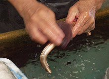 表面処理工程２